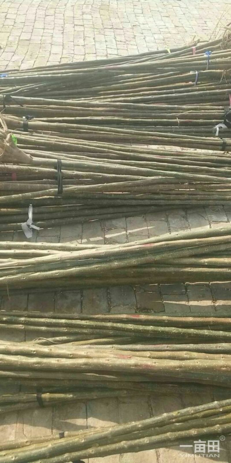 揪树2.5~3m