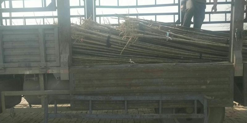 揪树2.5~3m