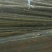 揪树2.5~3m
