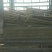 揪树2.5~3m