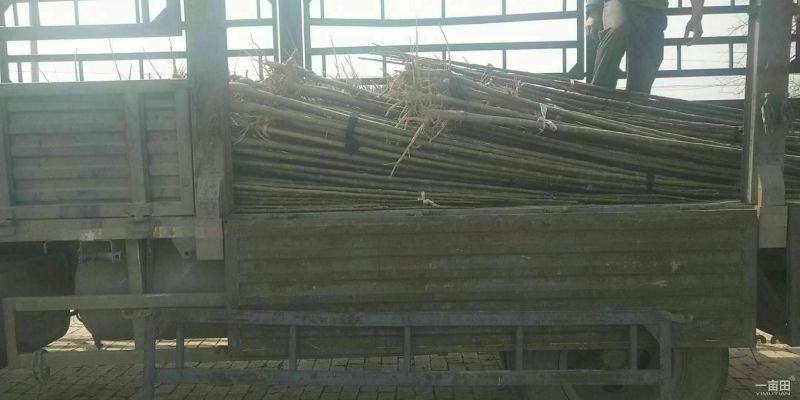 揪树2.5~3m
