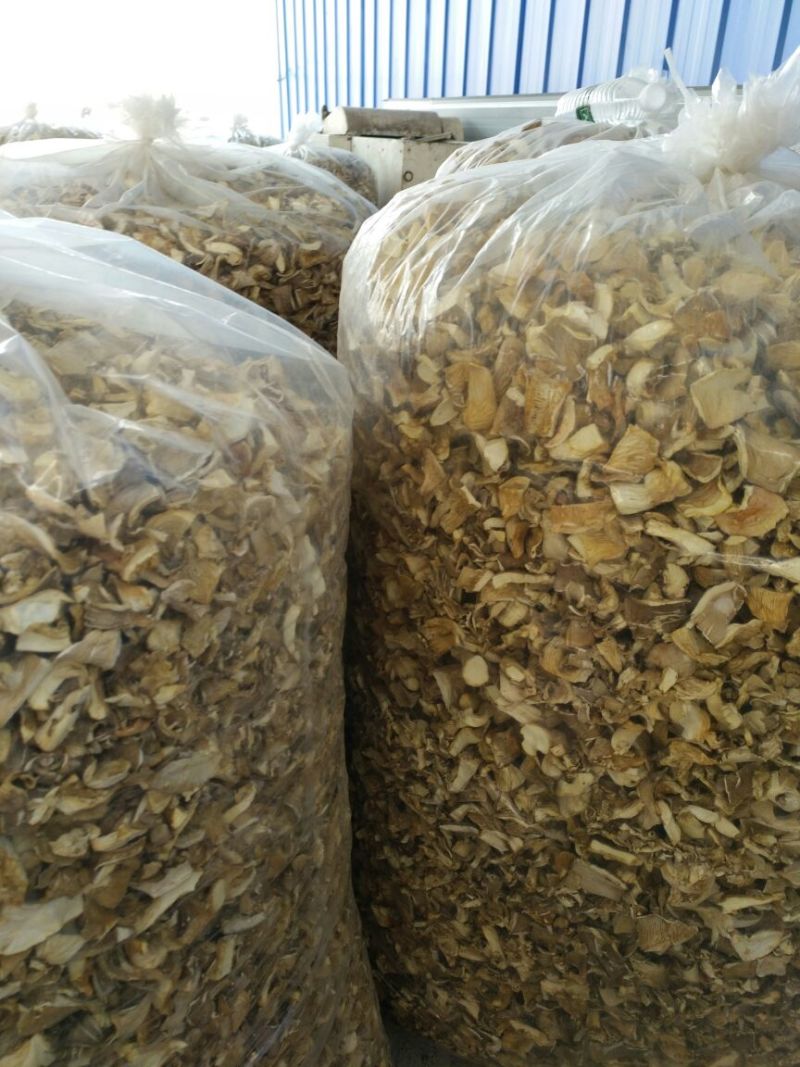 干平菇3~5cm浅灰色厚