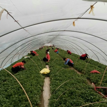临潼秦薯5号原种脱毒红薯苗基地供应品质保证全国包邮发货