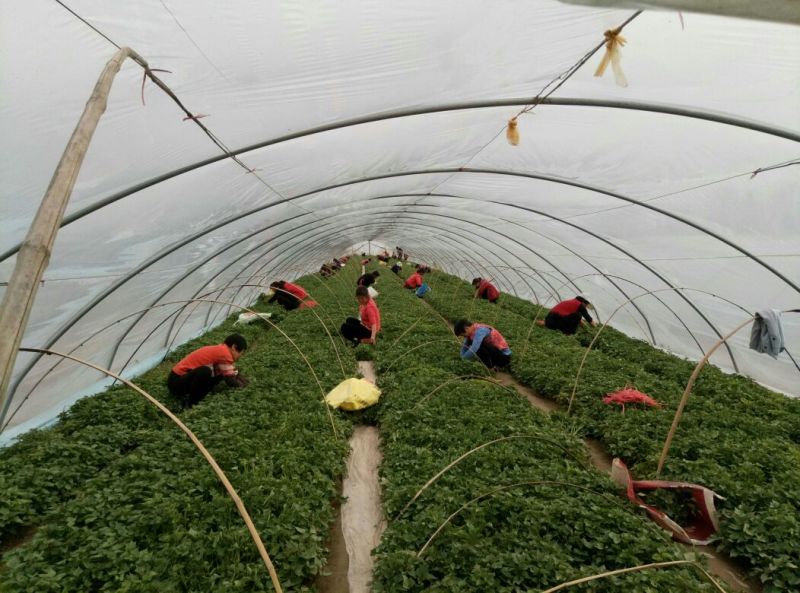 临潼秦薯5号原种脱毒红薯苗基地供应品质保证全国包邮发货