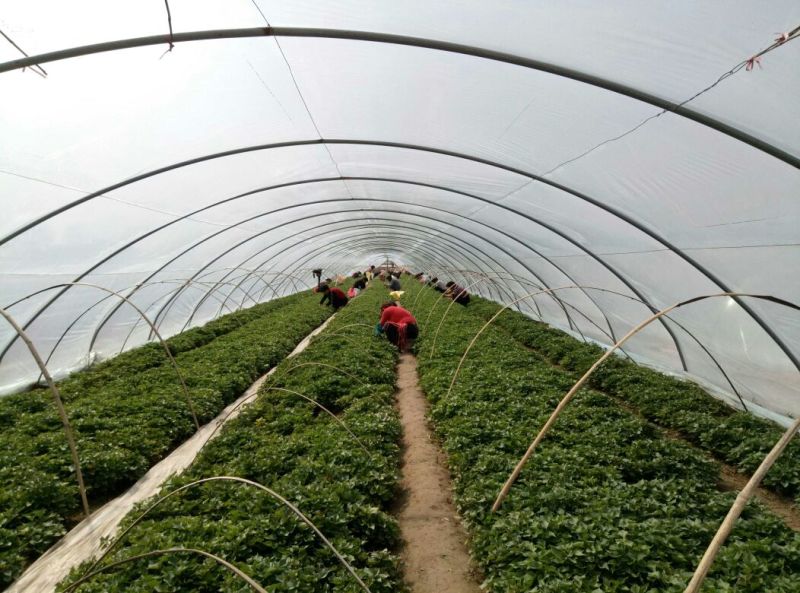 临潼秦薯5号原种脱毒红薯苗基地供应品质保证全国包邮发货