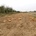 临潼秦薯5号原种脱毒红薯苗基地供应品质保证全国包邮发货