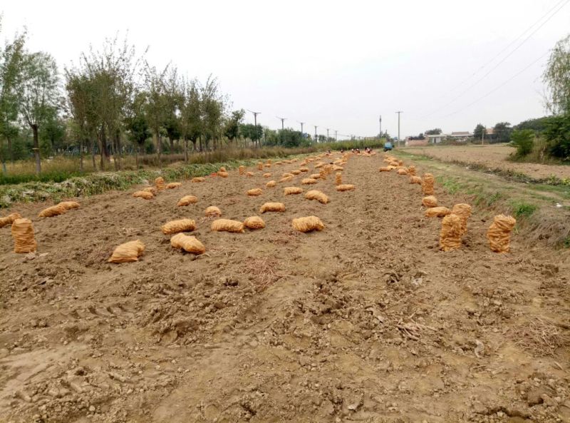 临潼秦薯5号原种脱毒红薯苗基地供应品质保证全国包邮发货