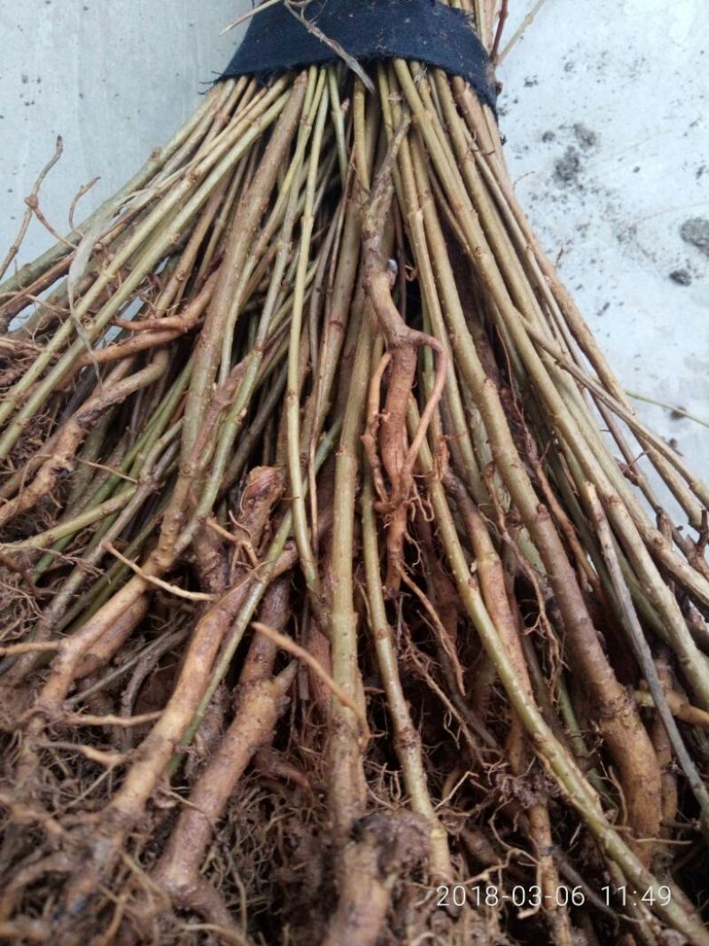 连翘苗30~40cm