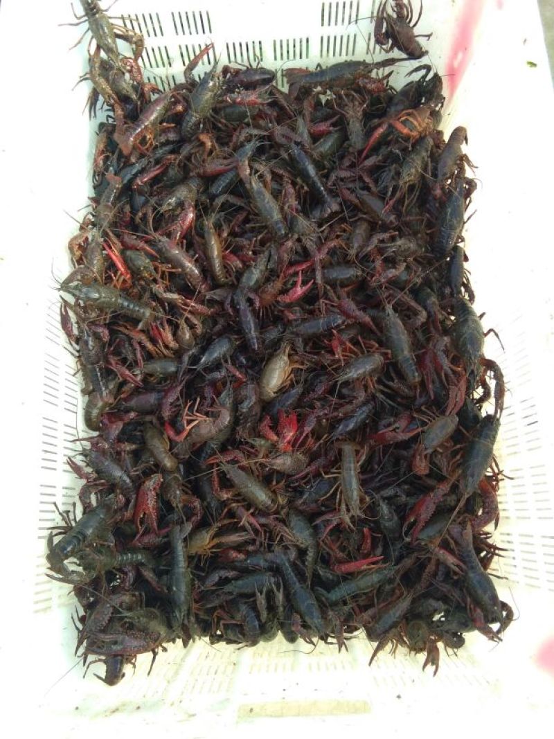 龙虾13~15只/kg