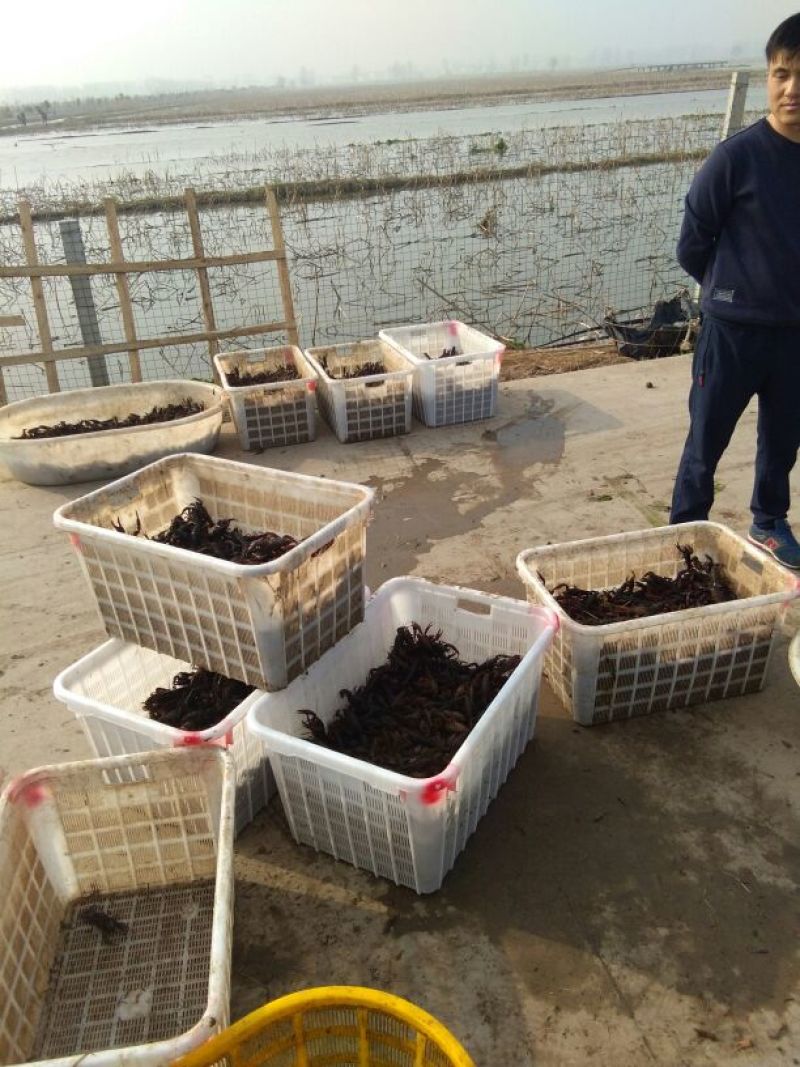 龙虾13~15只/kg
