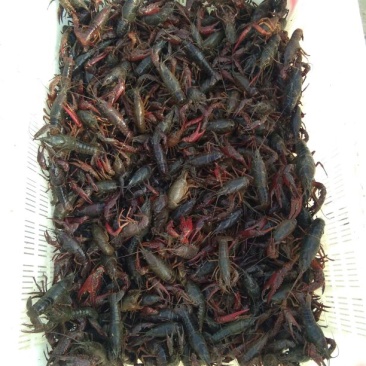 龙虾13~15只/kg