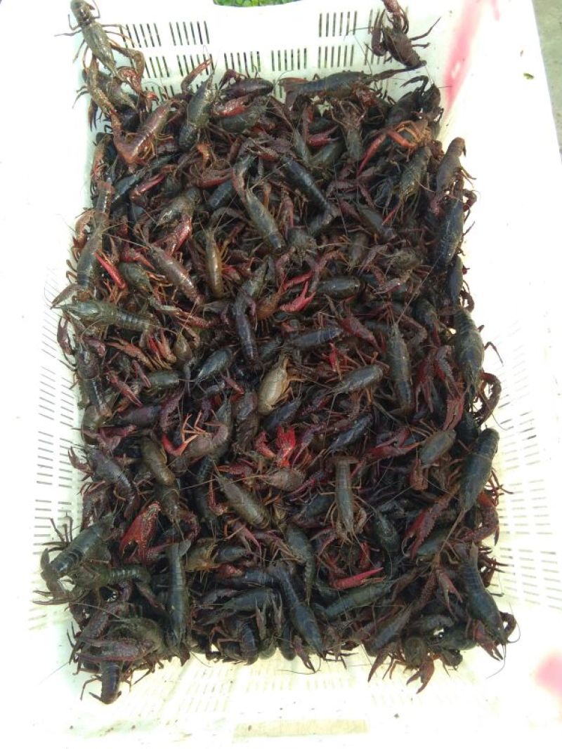 龙虾13~15只/kg