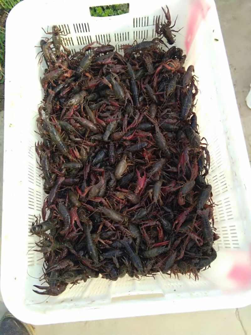 龙虾13~15只/kg