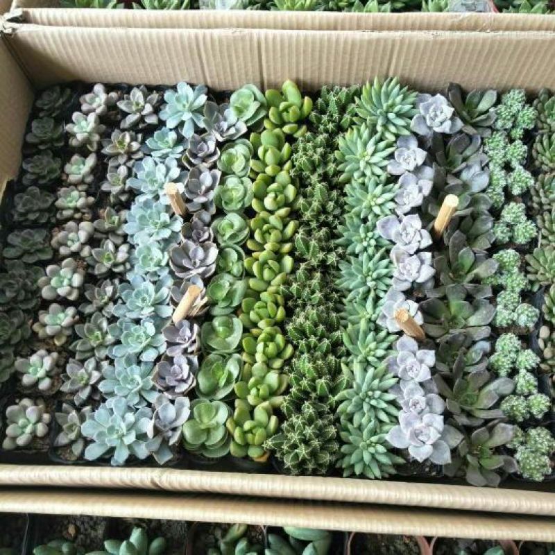 多肉植物