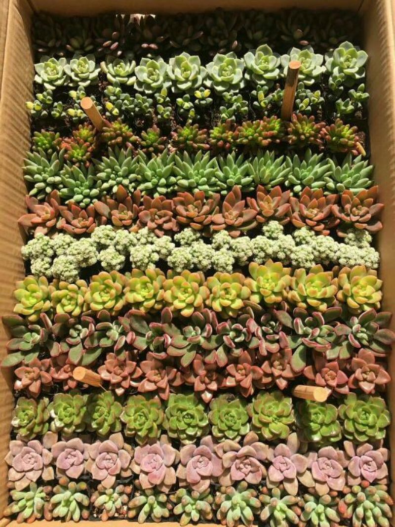 多肉植物