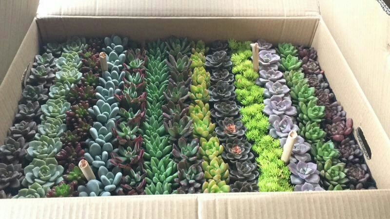 多肉植物
