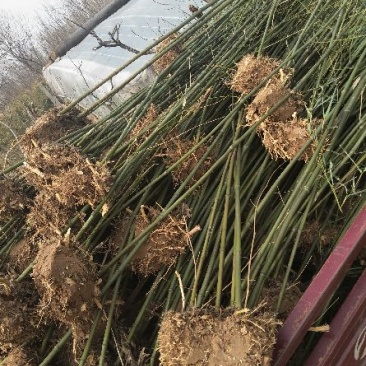 早园竹2~3m