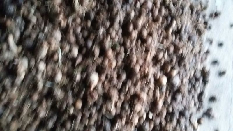 广西野生的旱半夏种子85%以上