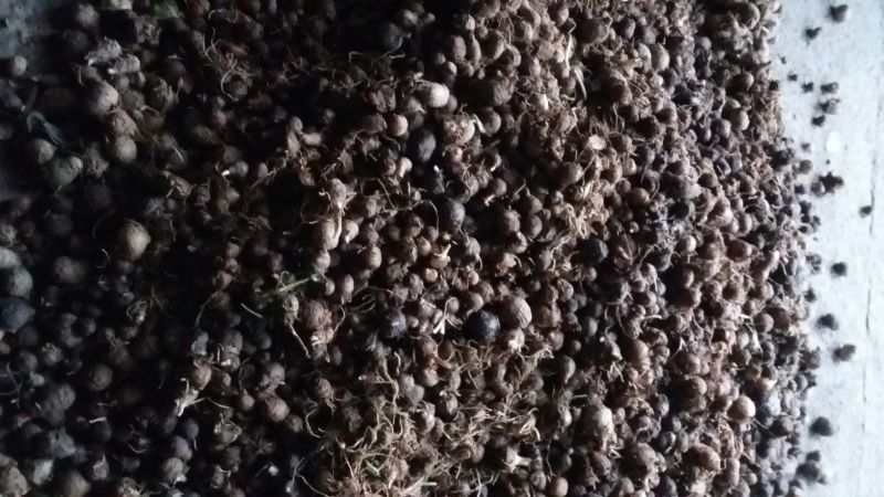 广西野生的旱半夏种子85%以上