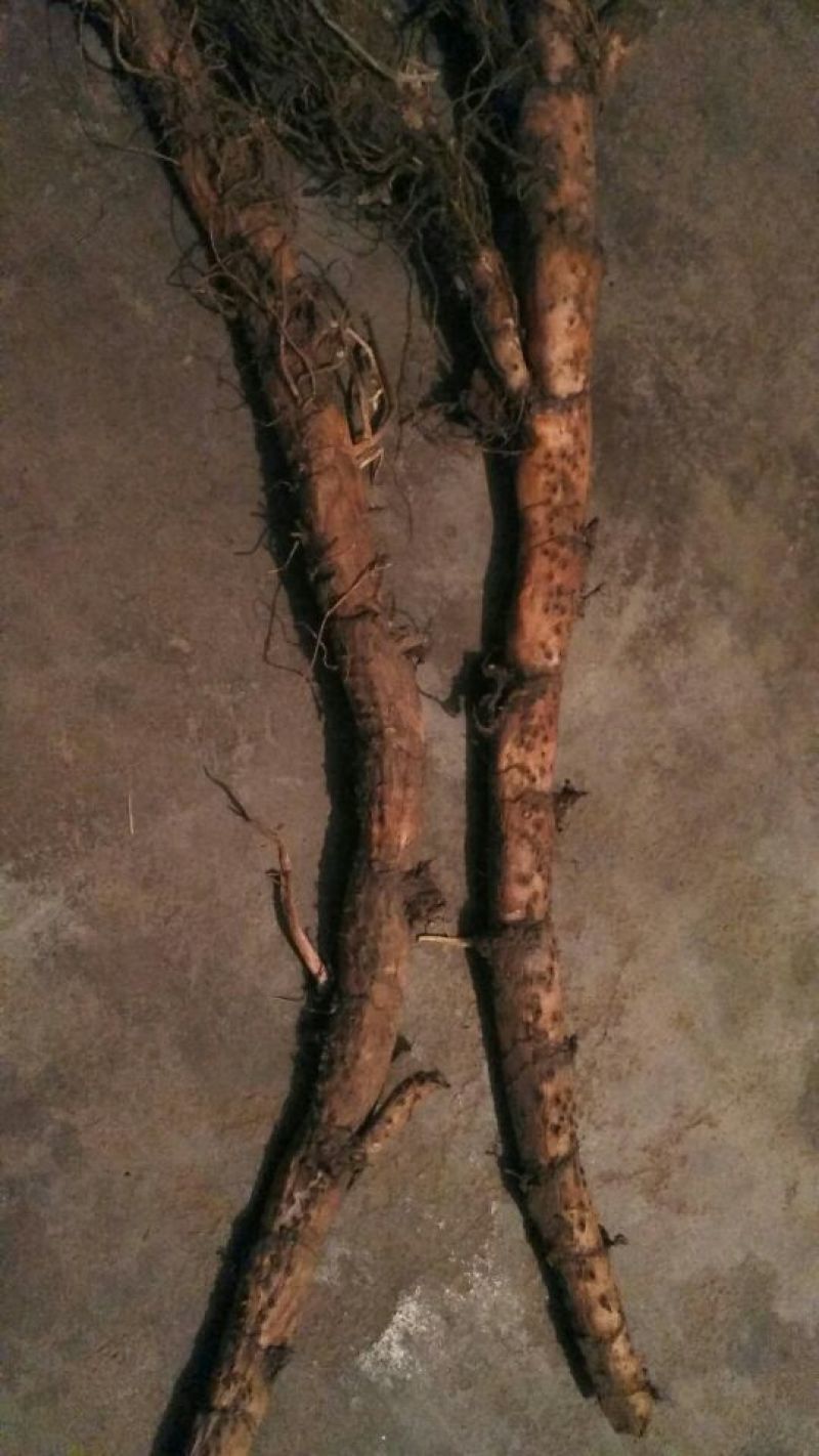 水菖蒲
