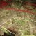 水菖蒲