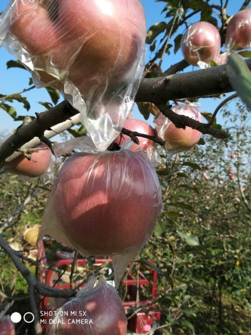 红富士苹果80mm以上膜袋