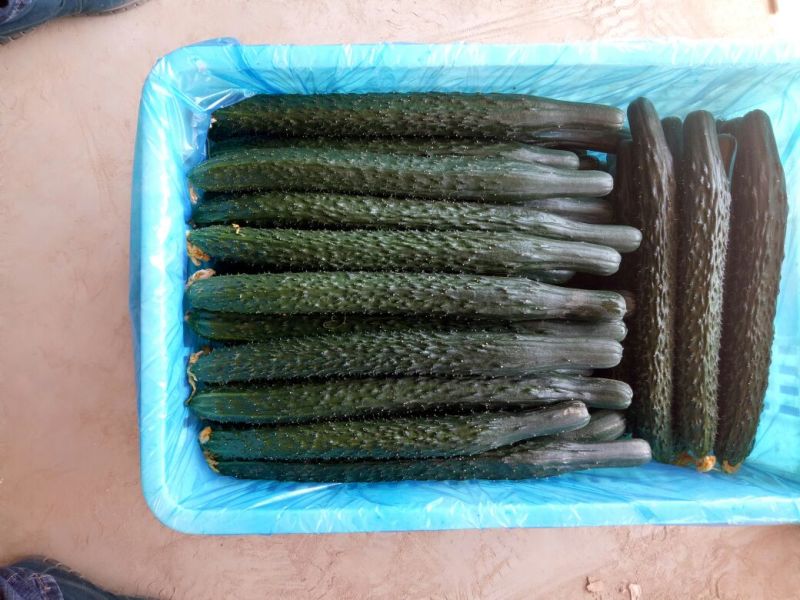密刺黄瓜25公分以上干花带刺