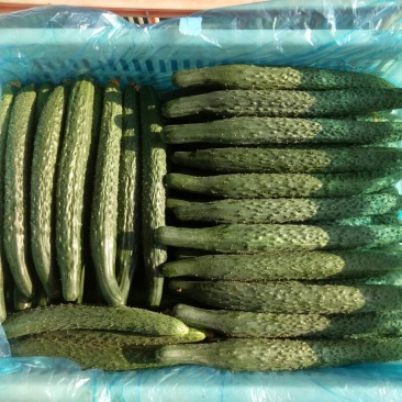密刺黄瓜25公分以上干花带刺
