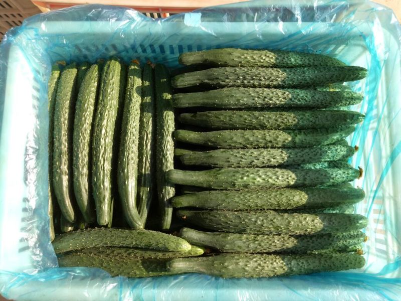 密刺黄瓜25公分以上干花带刺