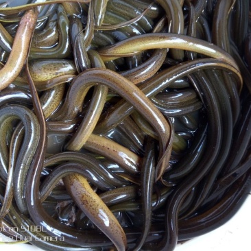 正大9号黄鳝食用活鱼