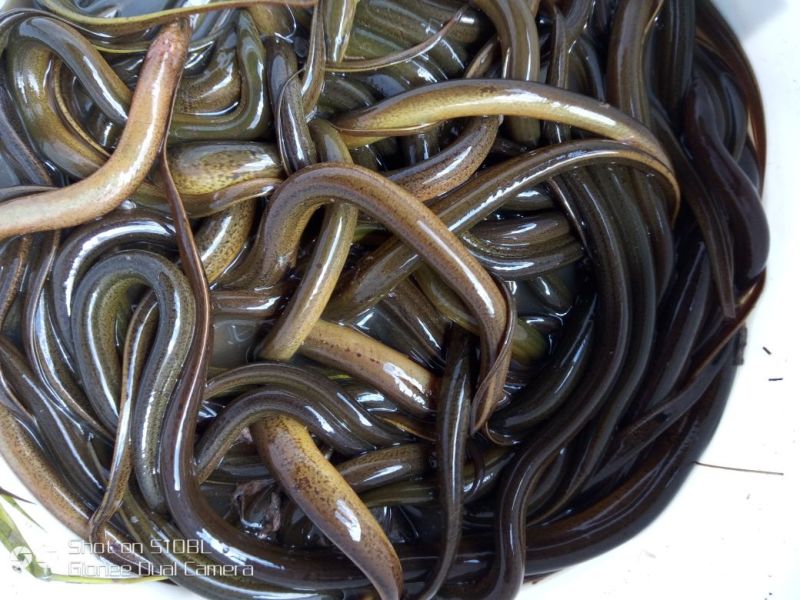 正大9号黄鳝食用活鱼
