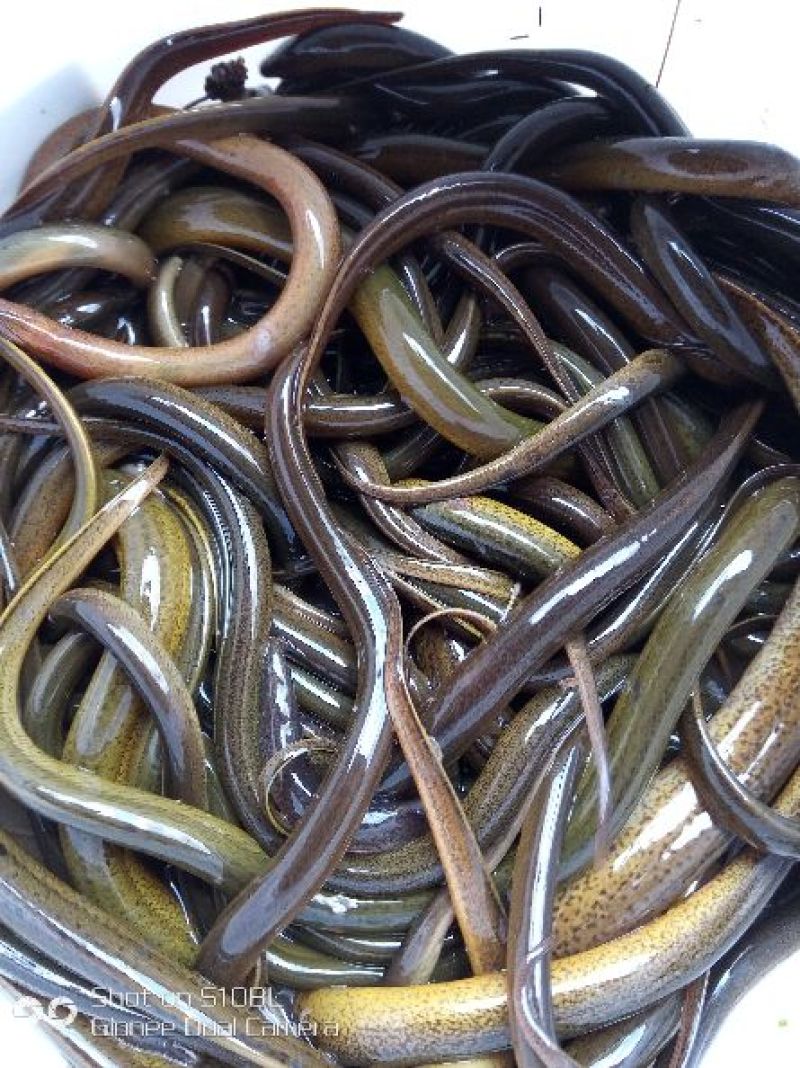 正大9号黄鳝食用活鱼