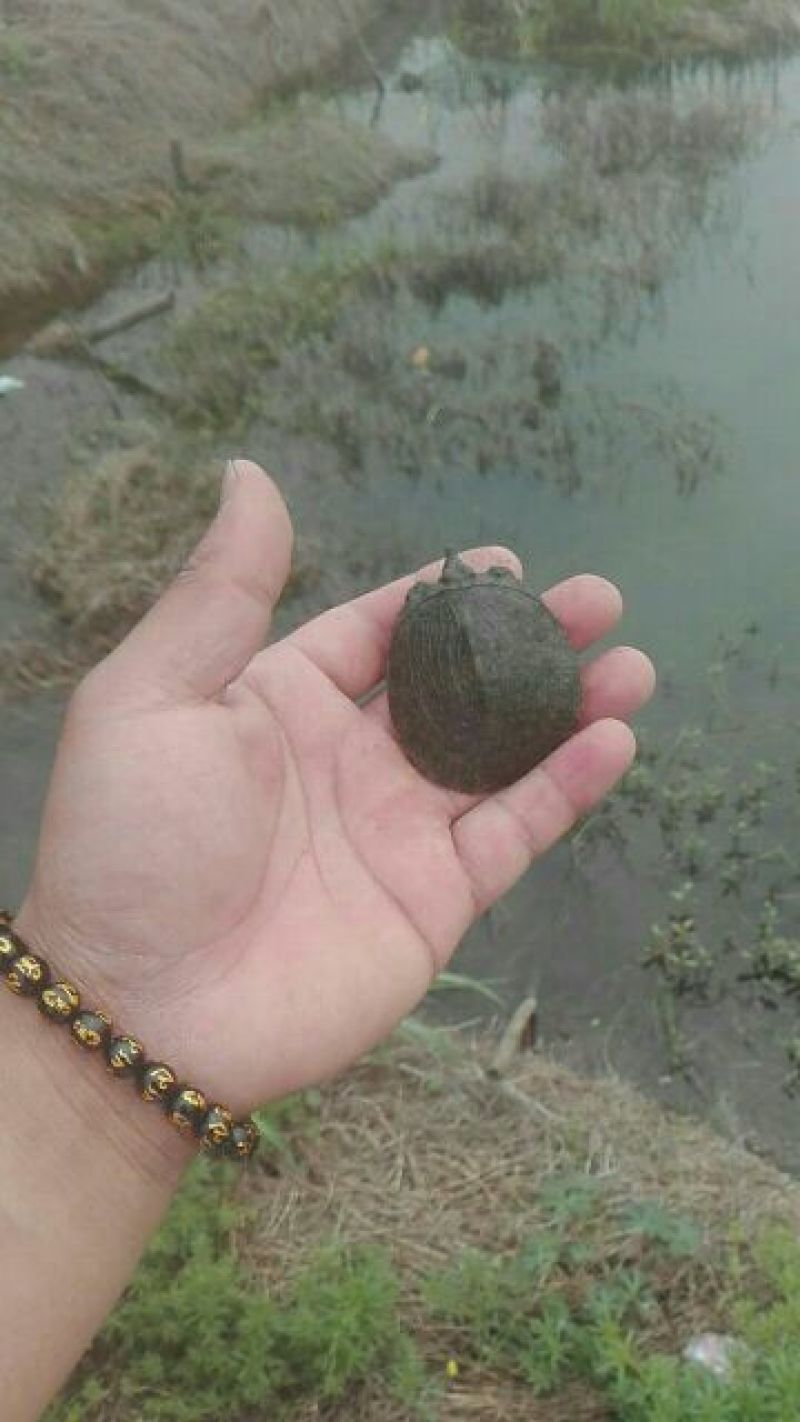 甲鱼苗鱼苗