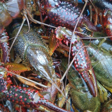 小龙虾与鱼种混养6-8钱（30-40克）活虾