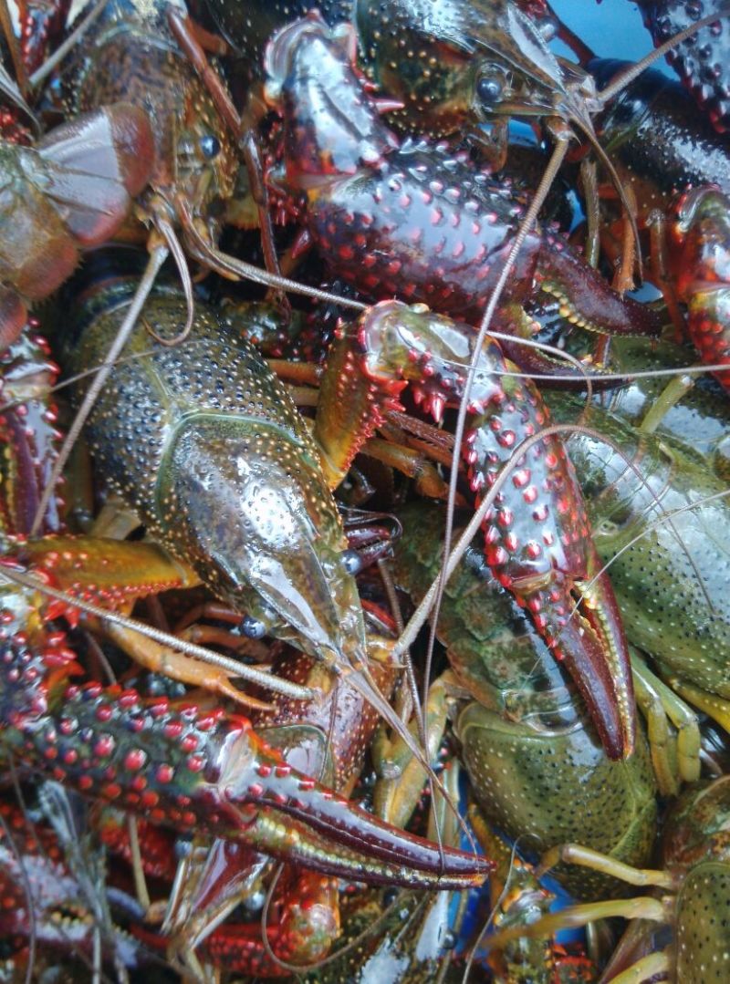 小龙虾与鱼种混养6-8钱（30-40克）活虾