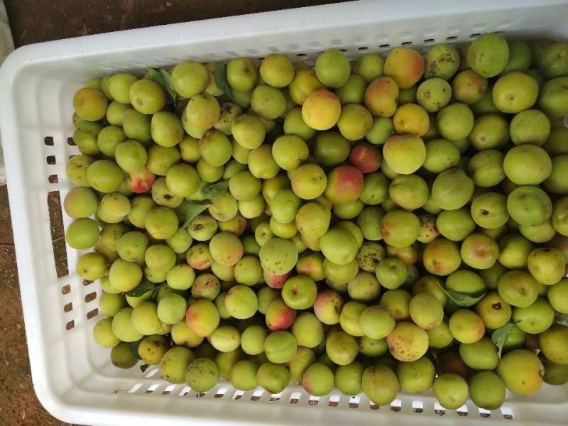 梅子20~25g