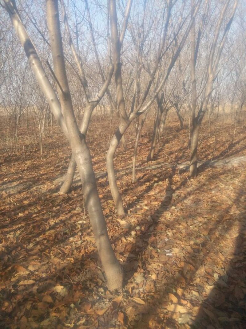 红叶碧桃8~10cm3~3.5米
