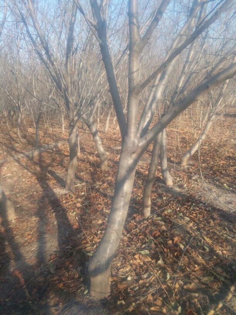 红叶碧桃8~10cm3~3.5米