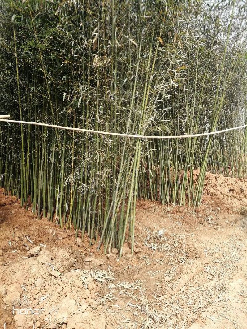 早园竹2~3m