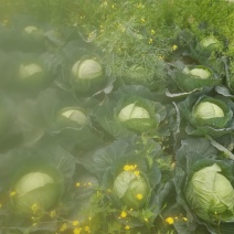 莲白2斤以上