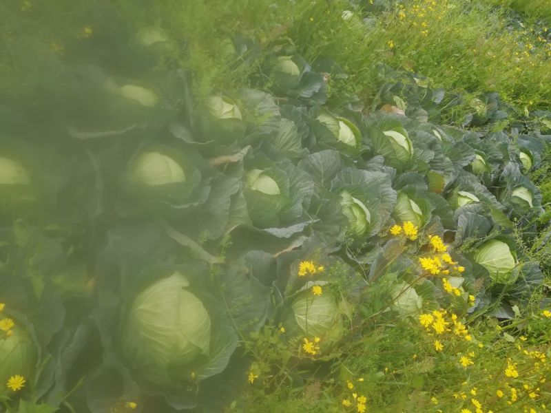 莲白2斤以上
