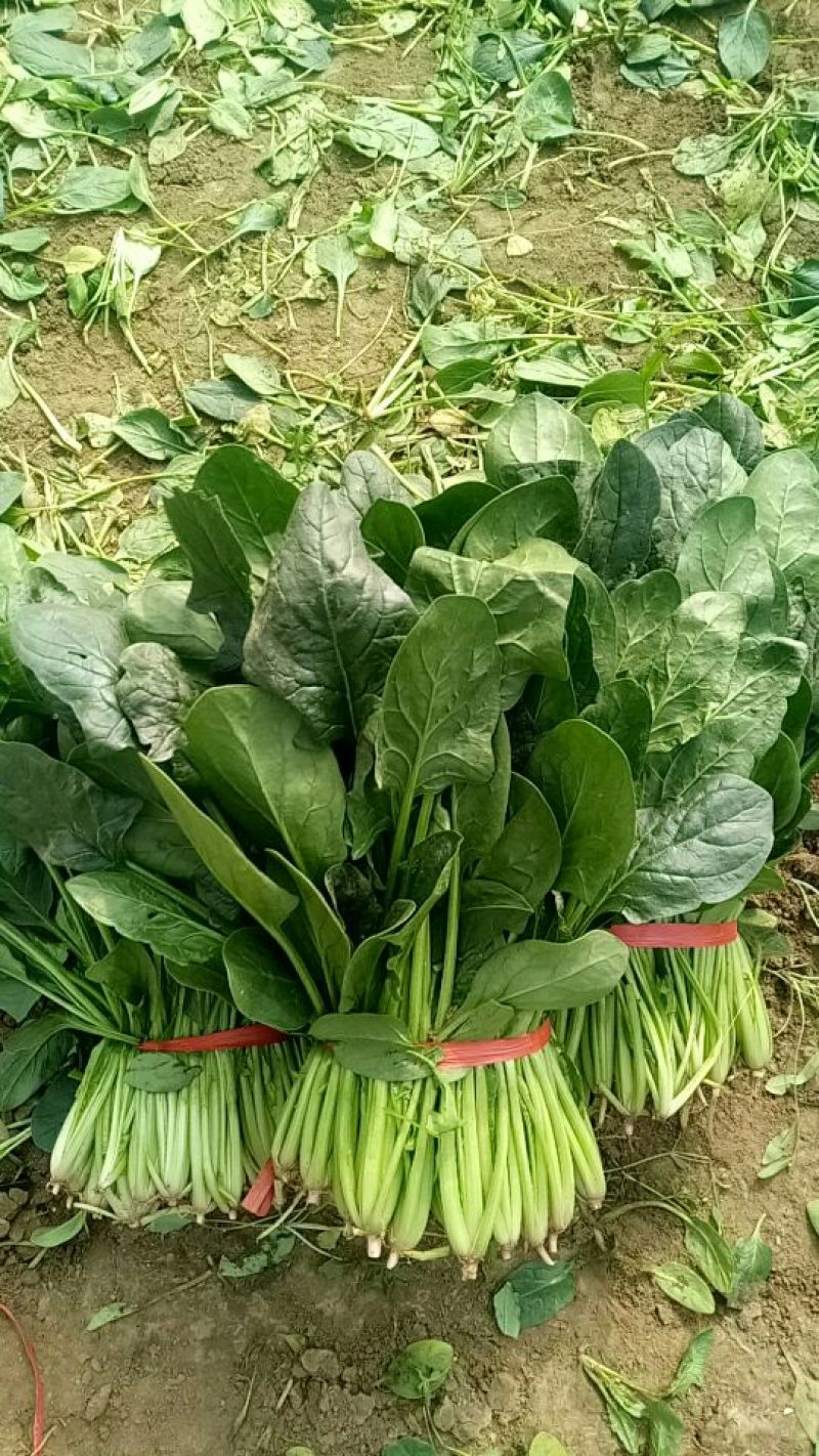 大叶菠菜25~30厘米