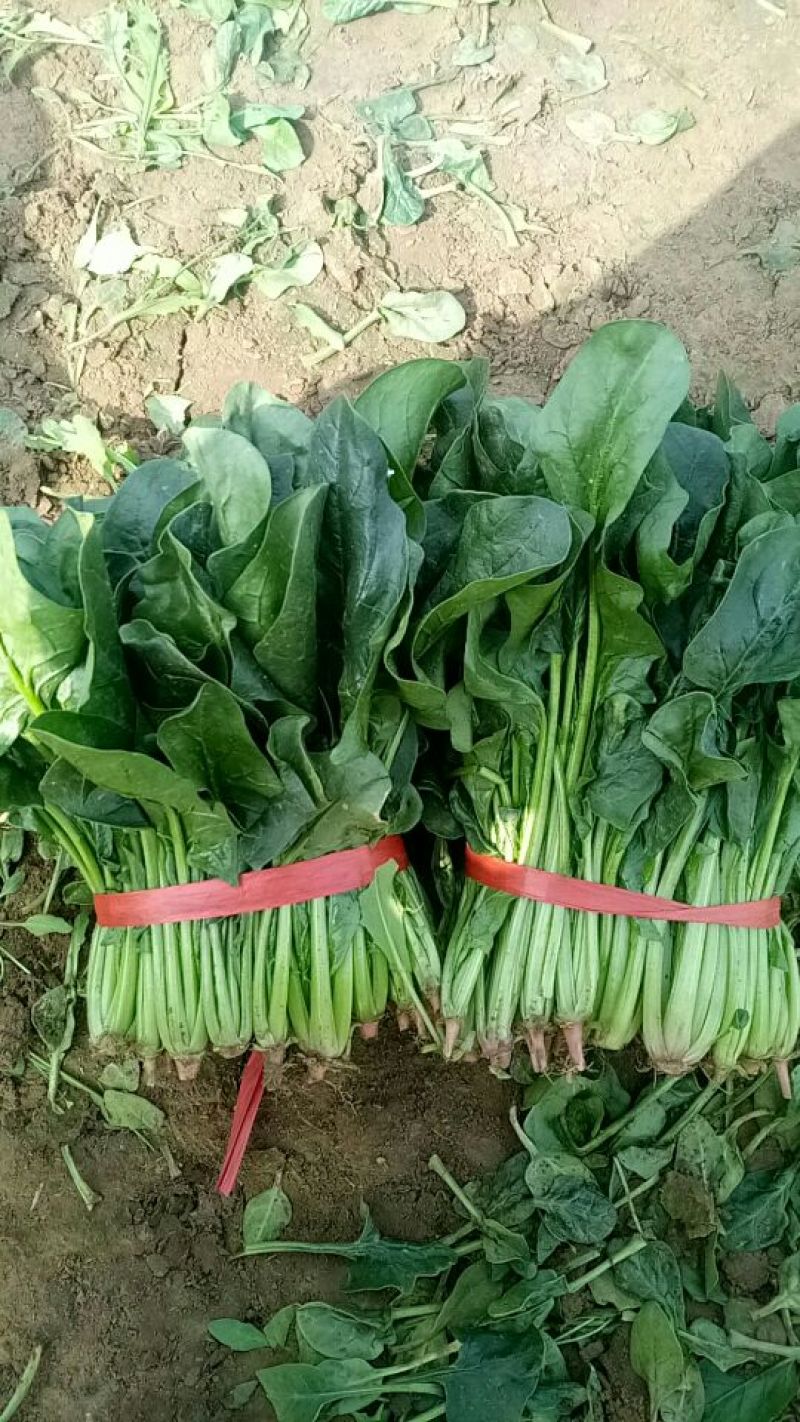 大叶菠菜25~30厘米