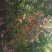 出售百花花楸70厘米-2米左右