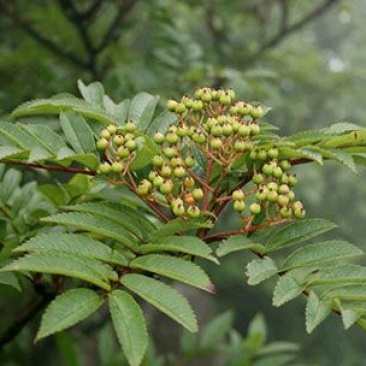 出售百花花楸70厘米-2米左右