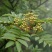 出售百花花楸70厘米-2米左右