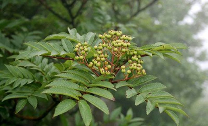 出售百花花楸70厘米-2米左右