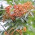 出售百花花楸70厘米-2米左右