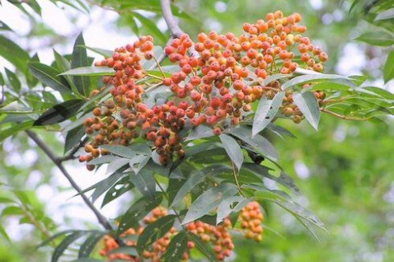 出售百花花楸70厘米-2米左右