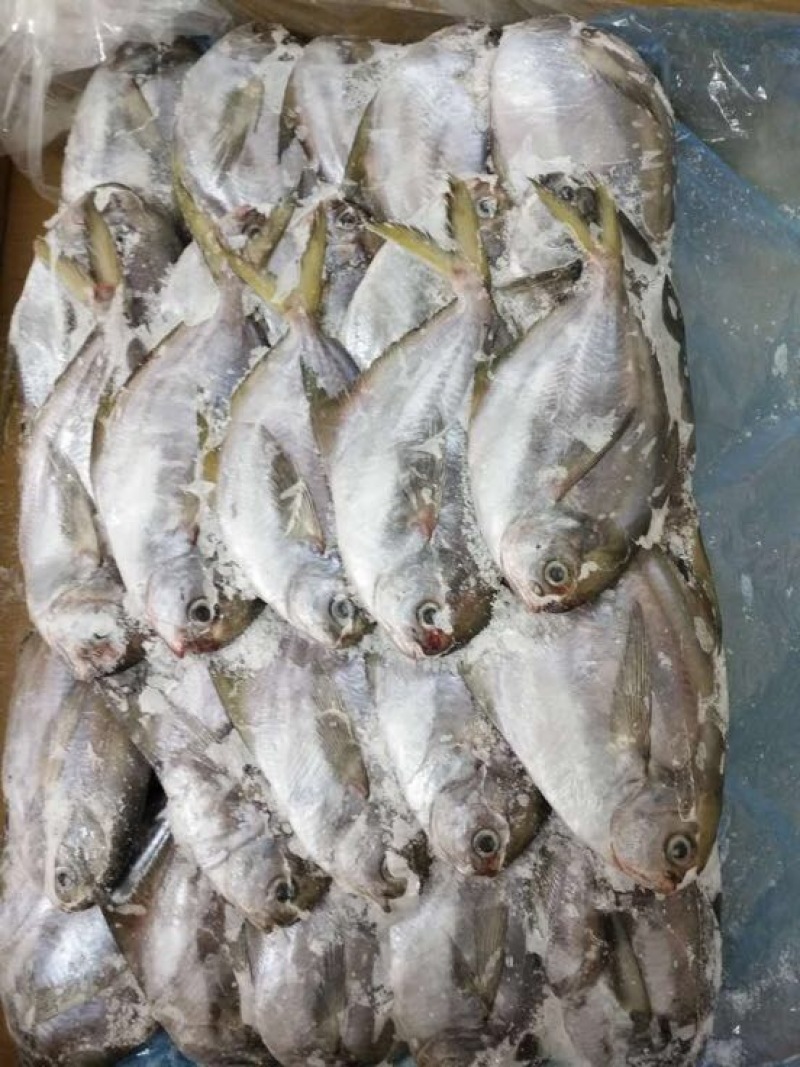 黄鱼